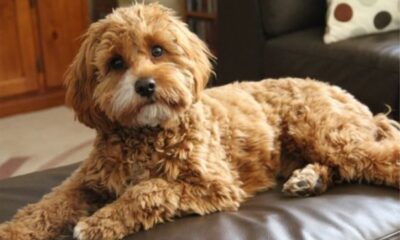 cavapoo puppies