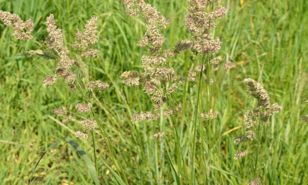 orchard grass