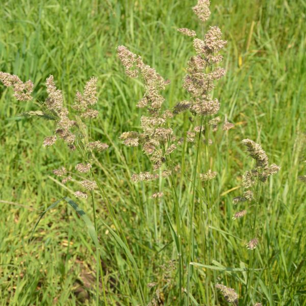 orchard grass