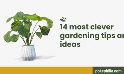 14 Most Clever Gardening Tips and Ideas