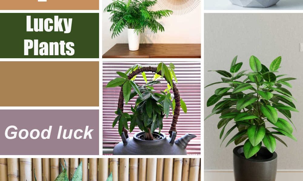 7 good luck plants