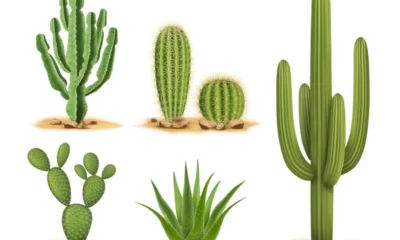 Types of Cactus Plants