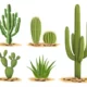 Types of Cactus Plants